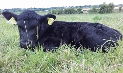 – Bull calf by Drumcorn Egghead J674 